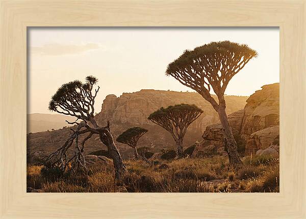 Majestic Dragon Blood Trees At Dusk