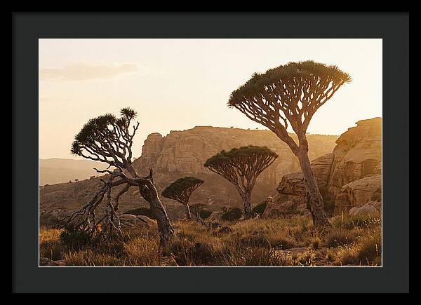 Majestic Dragon Blood Trees At Dusk