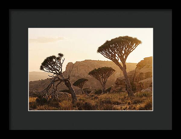 Majestic Dragon Blood Trees At Dusk