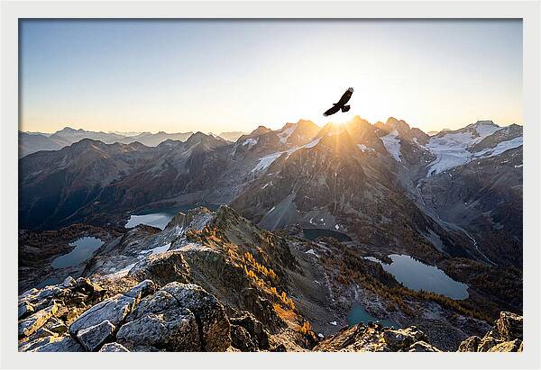 Majestic Eagle Gliding Over Peaks