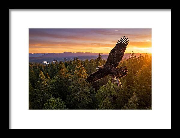 Majestic Eagle Soaring High