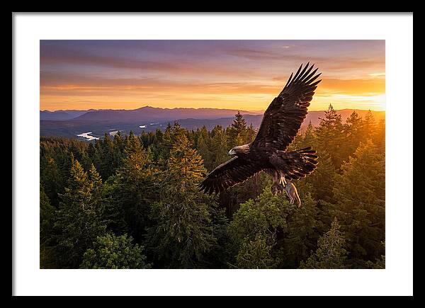 Majestic Eagle Soaring High