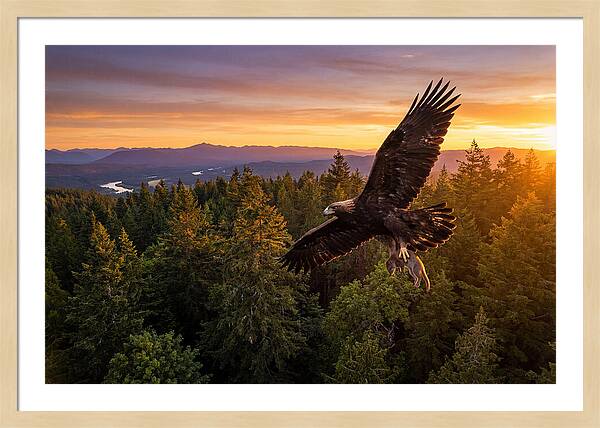Majestic Eagle Soaring High