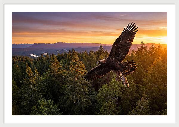 Majestic Eagle Soaring High