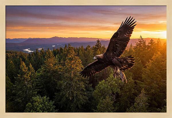 Majestic Eagle Soaring High