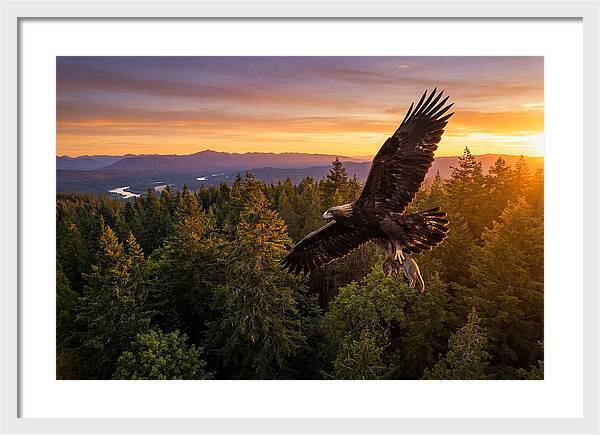 Majestic Eagle Soaring High