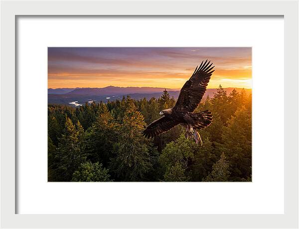 Majestic Eagle Soaring High
