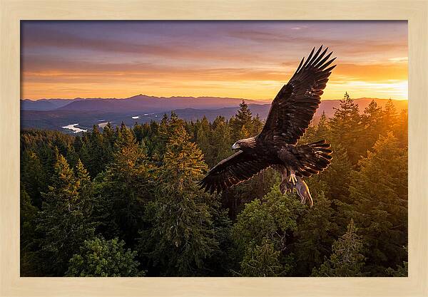 Majestic Eagle Soaring High