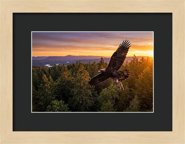Majestic Eagle Soaring High