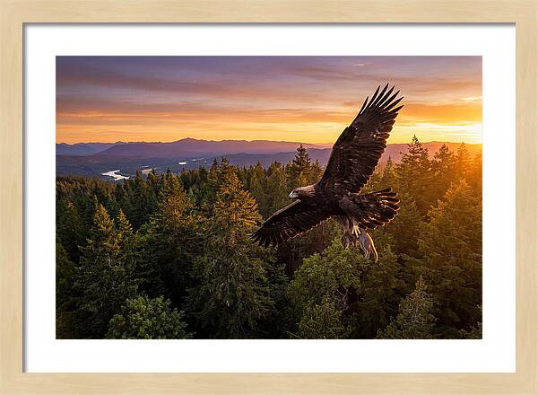 Majestic Eagle Soaring High
