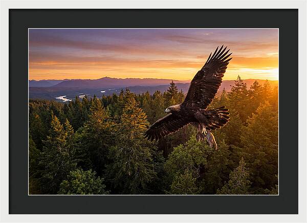 Majestic Eagle Soaring High