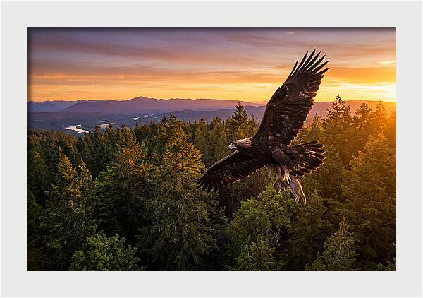 Majestic Eagle Soaring High