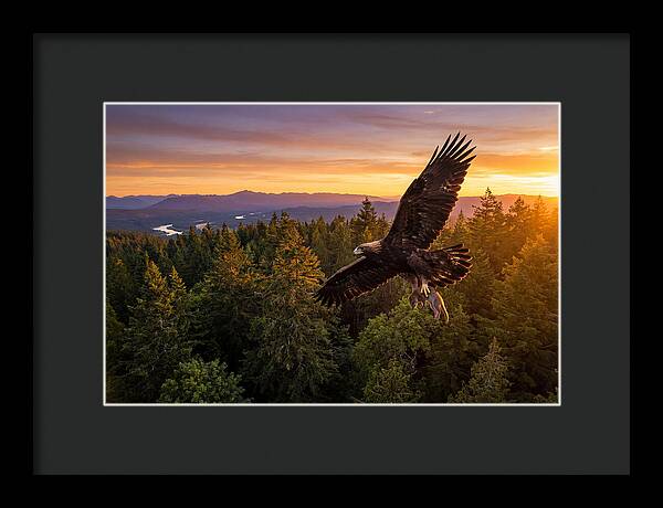 Majestic Eagle Soaring High