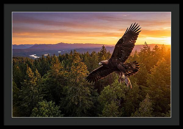 Majestic Eagle Soaring High