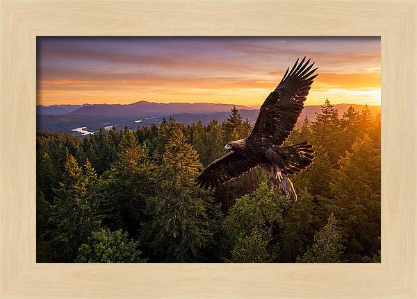 Majestic Eagle Soaring High