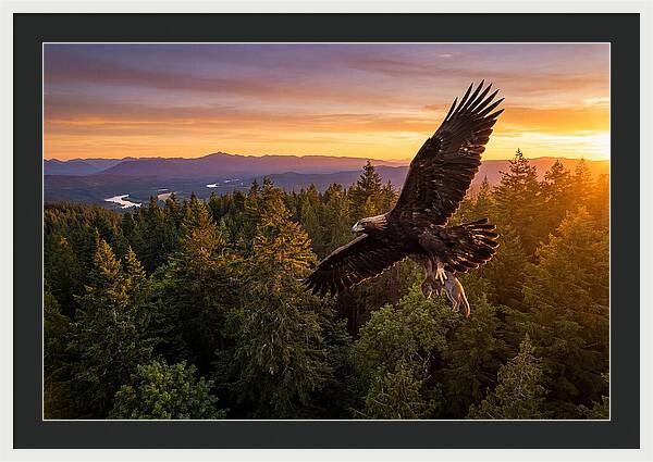 Majestic Eagle Soaring High