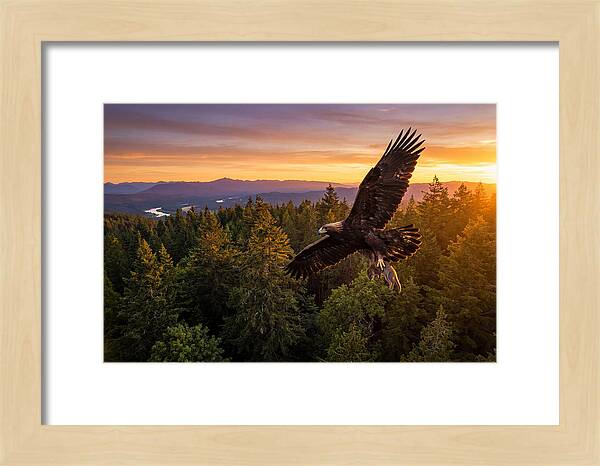 Majestic Eagle Soaring High