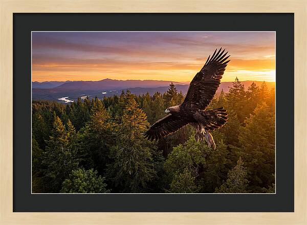 Majestic Eagle Soaring High