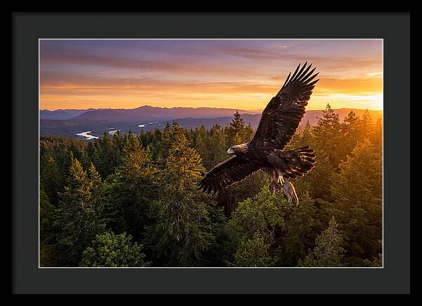Majestic Eagle Soaring High