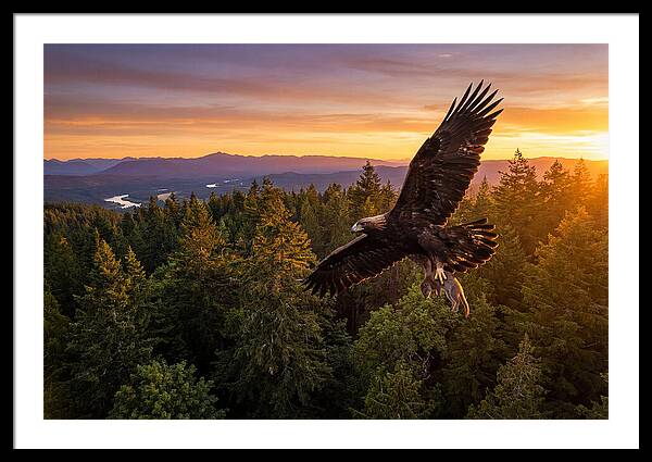 Majestic Eagle Soaring High