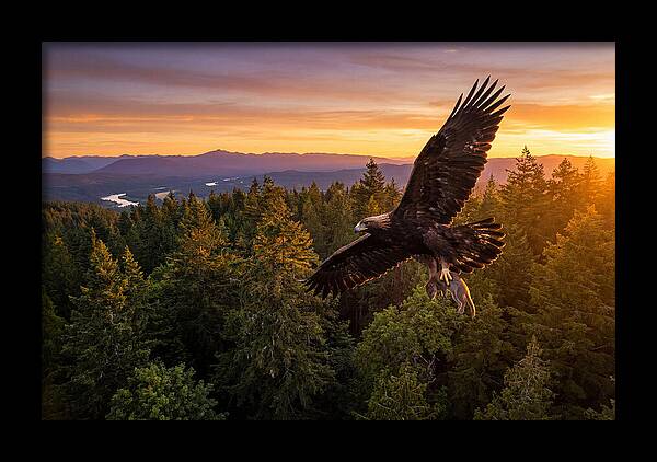 Majestic Eagle Soaring High