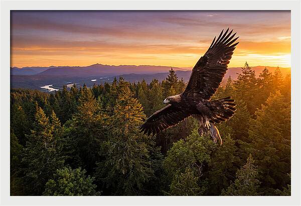 Majestic Eagle Soaring High