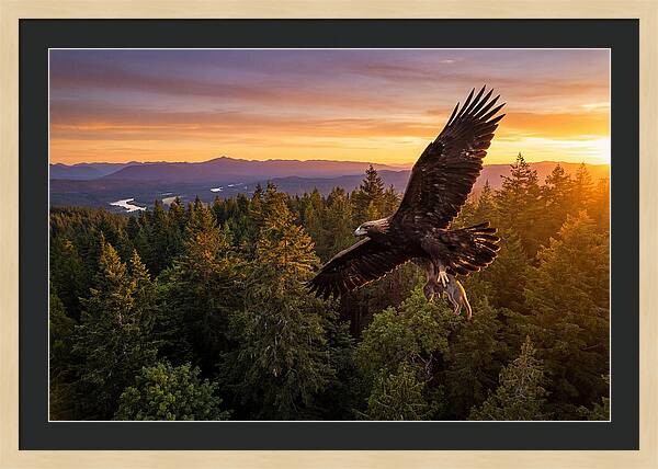 Majestic Eagle Soaring High