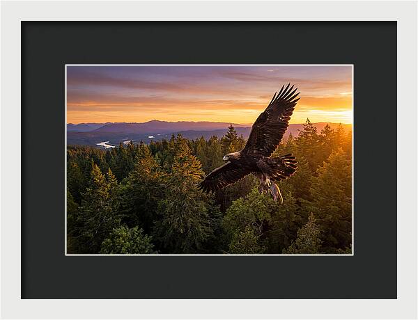 Majestic Eagle Soaring High