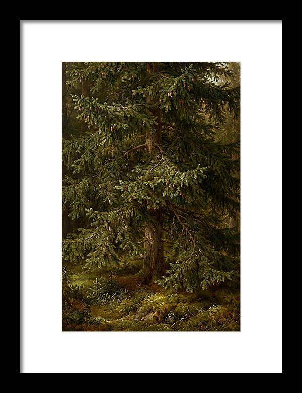 Majestic Fir Tree In Nature