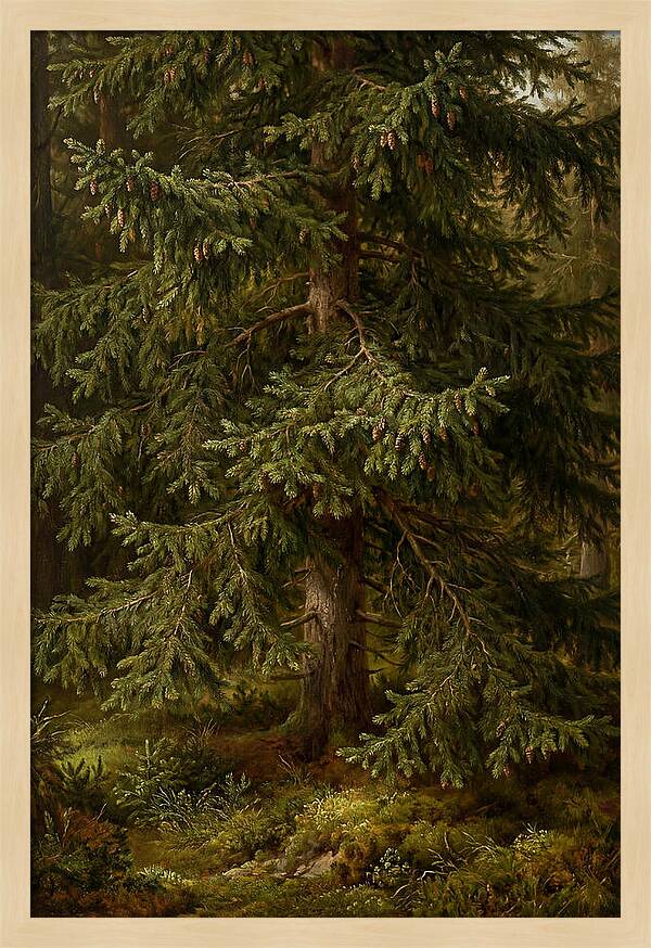 Majestic Fir Tree In Nature