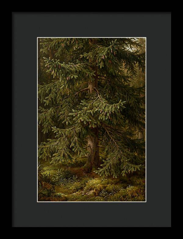 Majestic Fir Tree In Nature