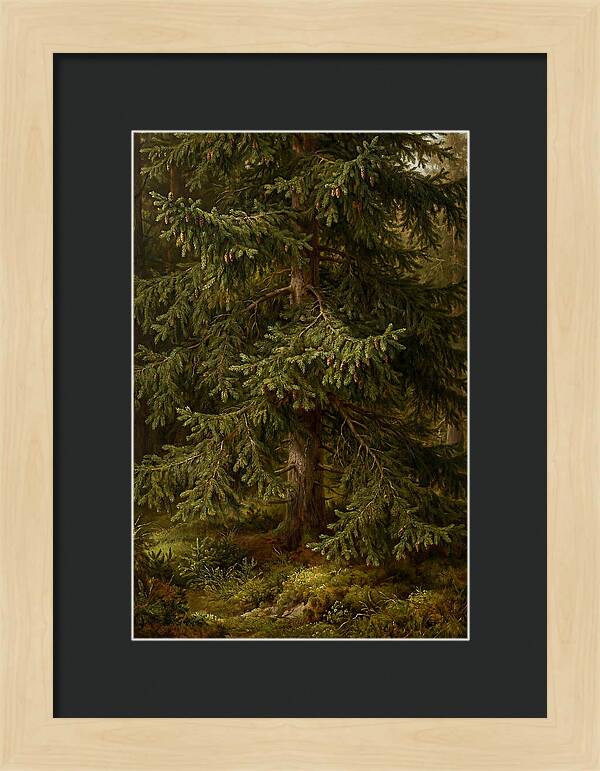 Majestic Fir Tree In Nature