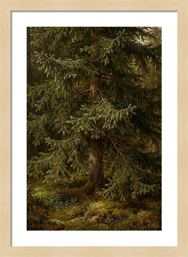 Majestic Fir Tree In Nature