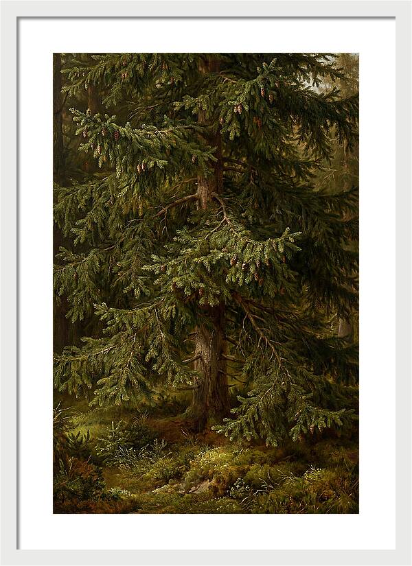 Majestic Fir Tree In Nature