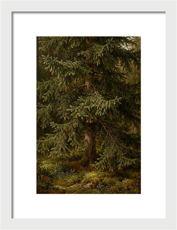 Majestic Fir Tree In Nature