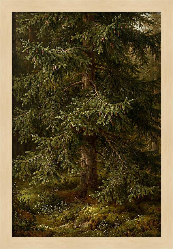 Majestic Fir Tree In Nature