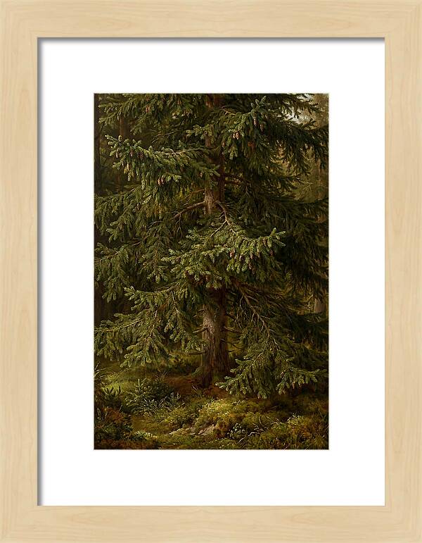 Majestic Fir Tree In Nature