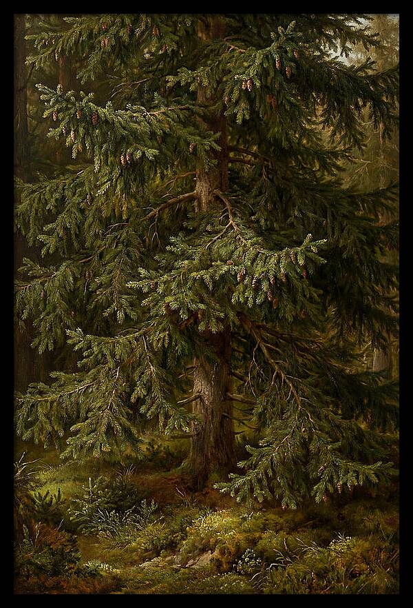 Majestic Fir Tree In Nature