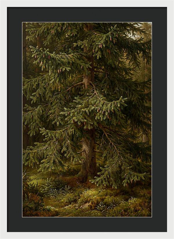Majestic Fir Tree In Nature