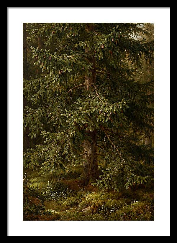 Majestic Fir Tree In Nature
