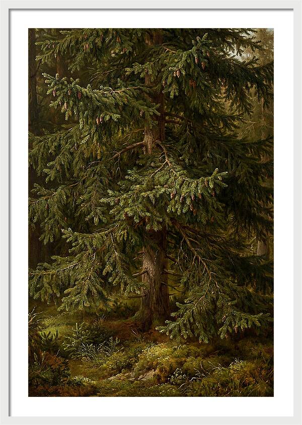 Majestic Fir Tree In Nature