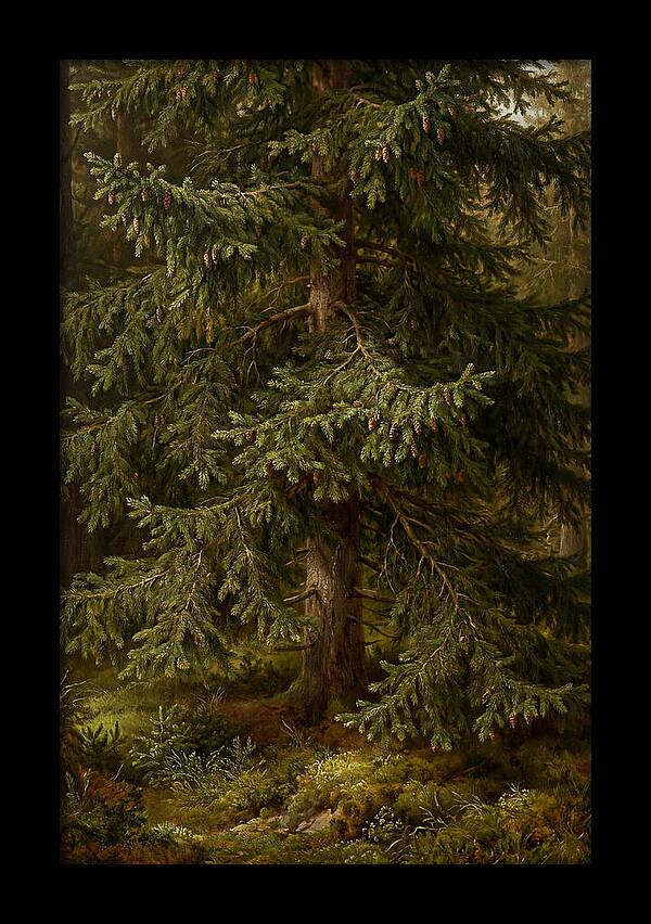 Majestic Fir Tree In Nature
