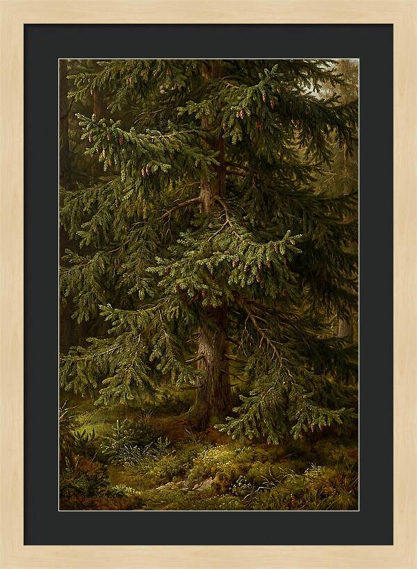 Majestic Fir Tree In Nature