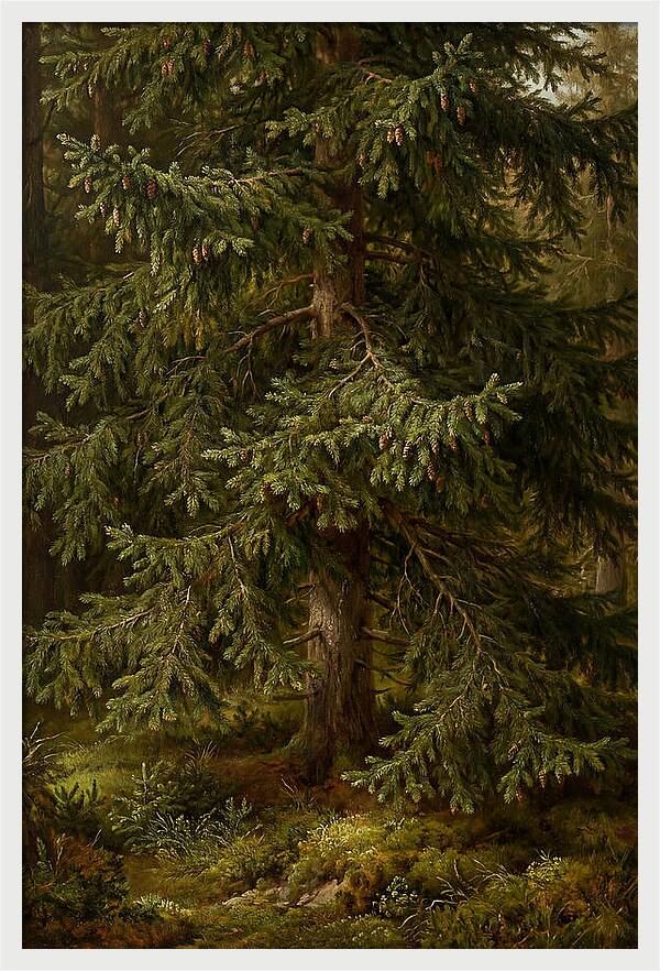 Majestic Fir Tree In Nature