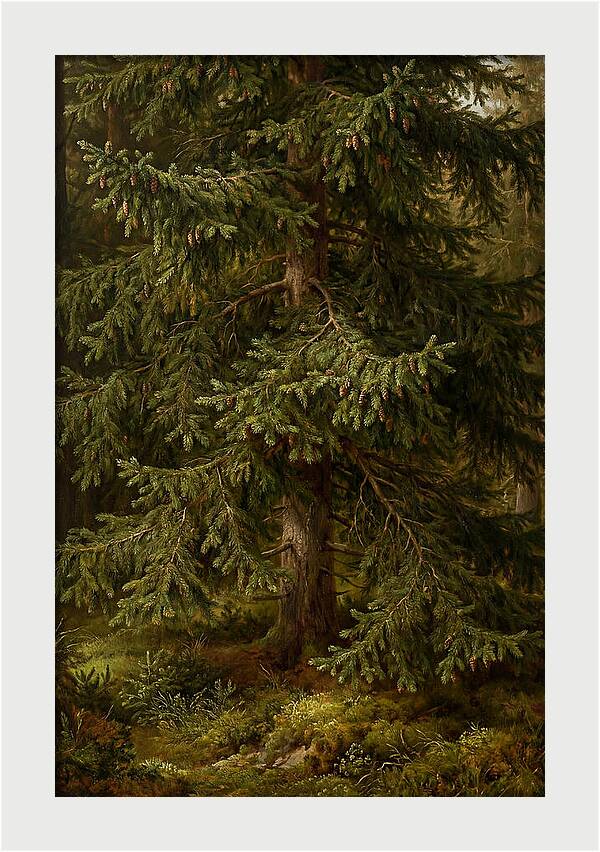 Majestic Fir Tree In Nature