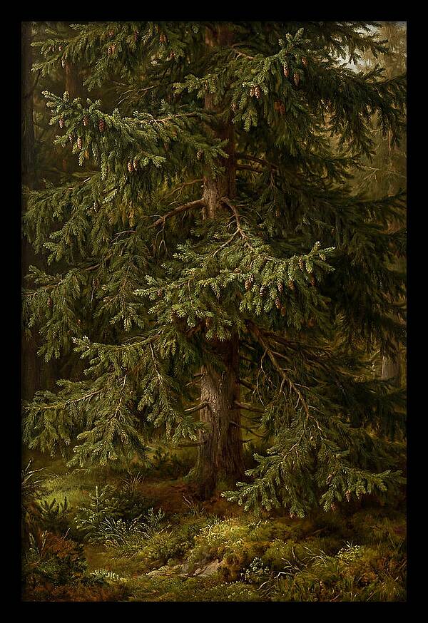 Majestic Fir Tree In Nature