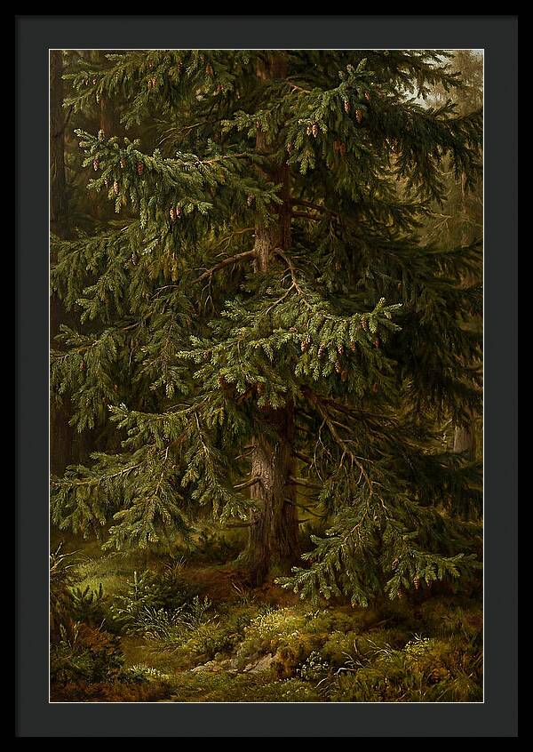 Majestic Fir Tree In Nature