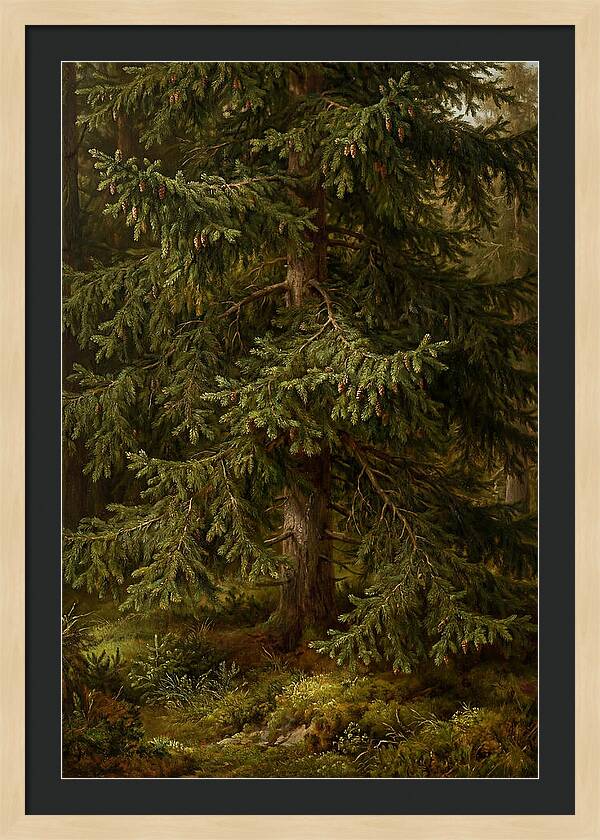 Majestic Fir Tree In Nature