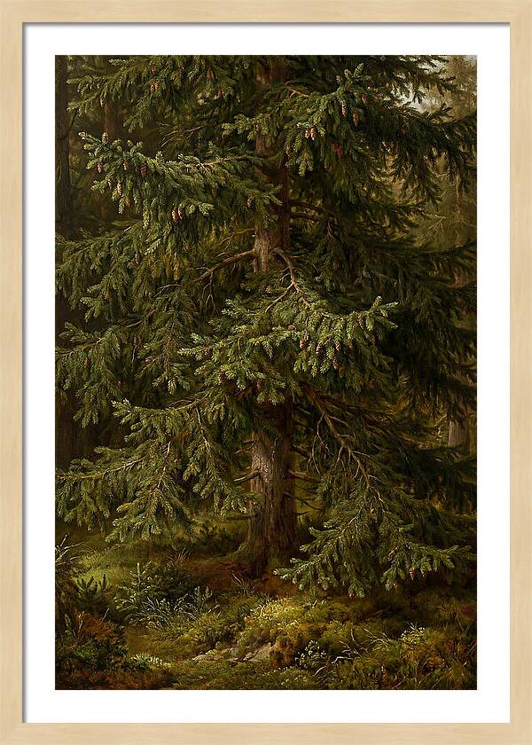 Majestic Fir Tree In Nature