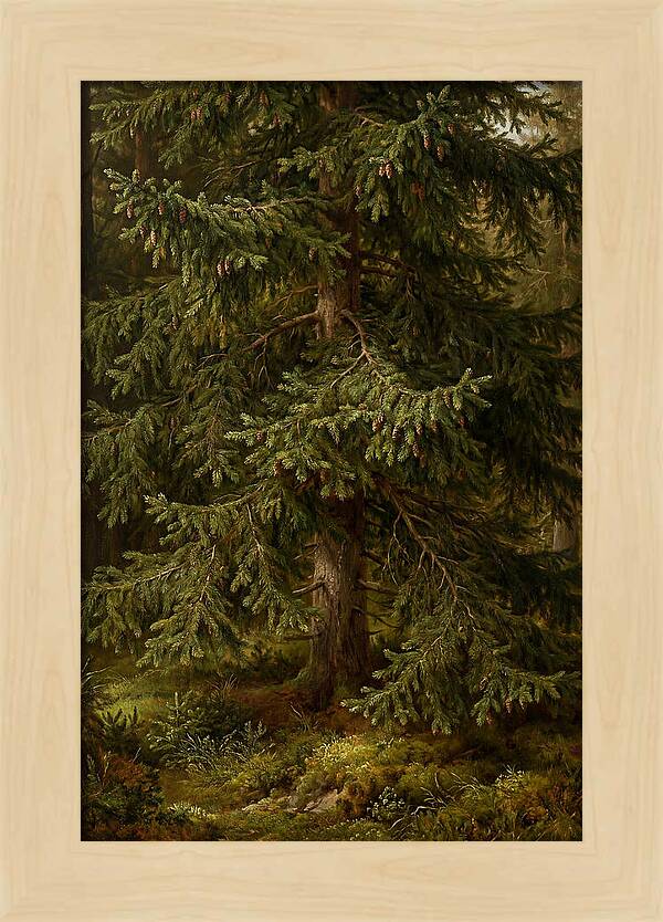 Majestic Fir Tree In Nature